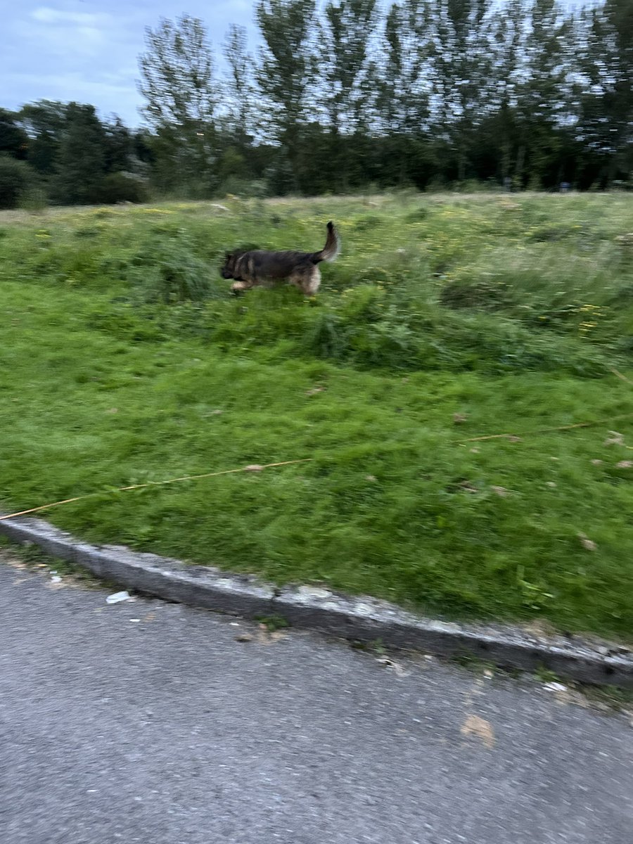 ORidgr's tweet image. Early morning dog walk