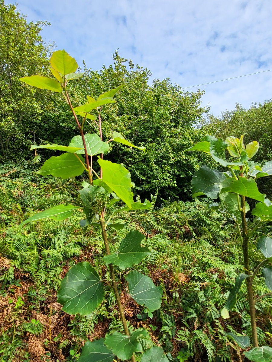 On top of the dozen tree species that were already present on the land, over the years I've introduced three more that I felt had good reason to be here.

One is wild aspen, the suckers of which I planted in a few spots last year. Happy to see they're mostly doing well!