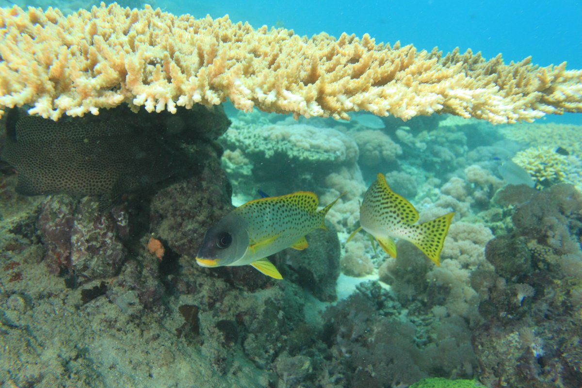 Red Sea #Eritrean Exclusive Economic Zone.