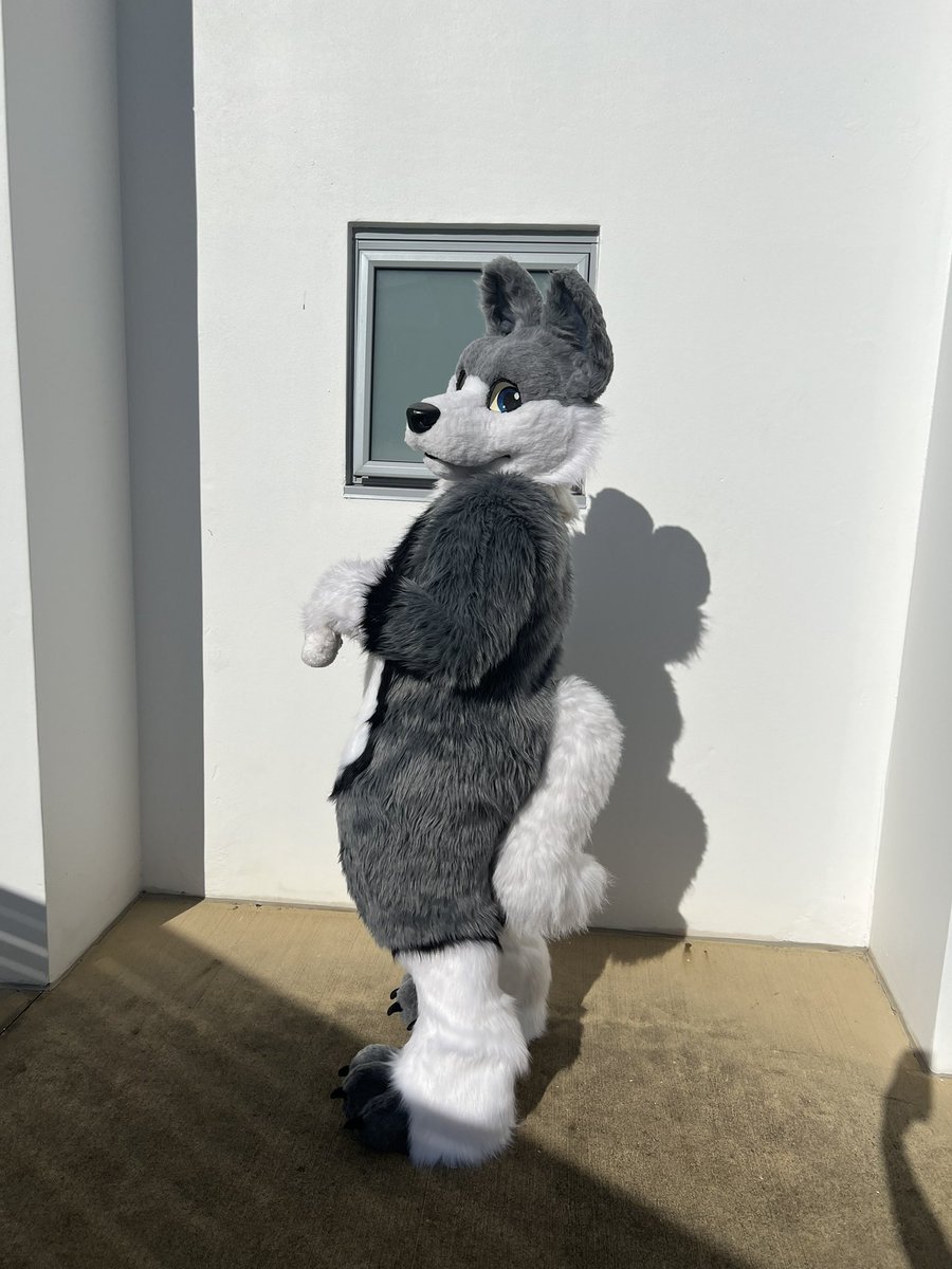 rainthewolff's tweet photo. Now a part of the fullsuit squad😼thanks to @Beaureg22280310 ! 
#fursuit #digitigradefursuit https://t.co/e8c1TM6kg3