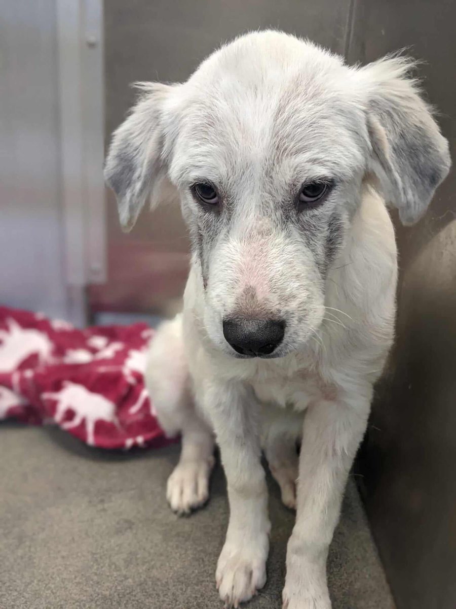 BearyHappy04's tweet photo. Adopt/Rescue at #Dallas Animal Services
JUDY A1187960 4 months old Female 40 pounds

Judy was found as a stray with hairloss throughout her body. This shy but sweet puppy is needing some TLC to help her hair grow back. 
Adopt or Rescue: Dasrescue@dallas.gov
#dogsoftwitter #Texas https://t.co/Bbqc1e4nO9