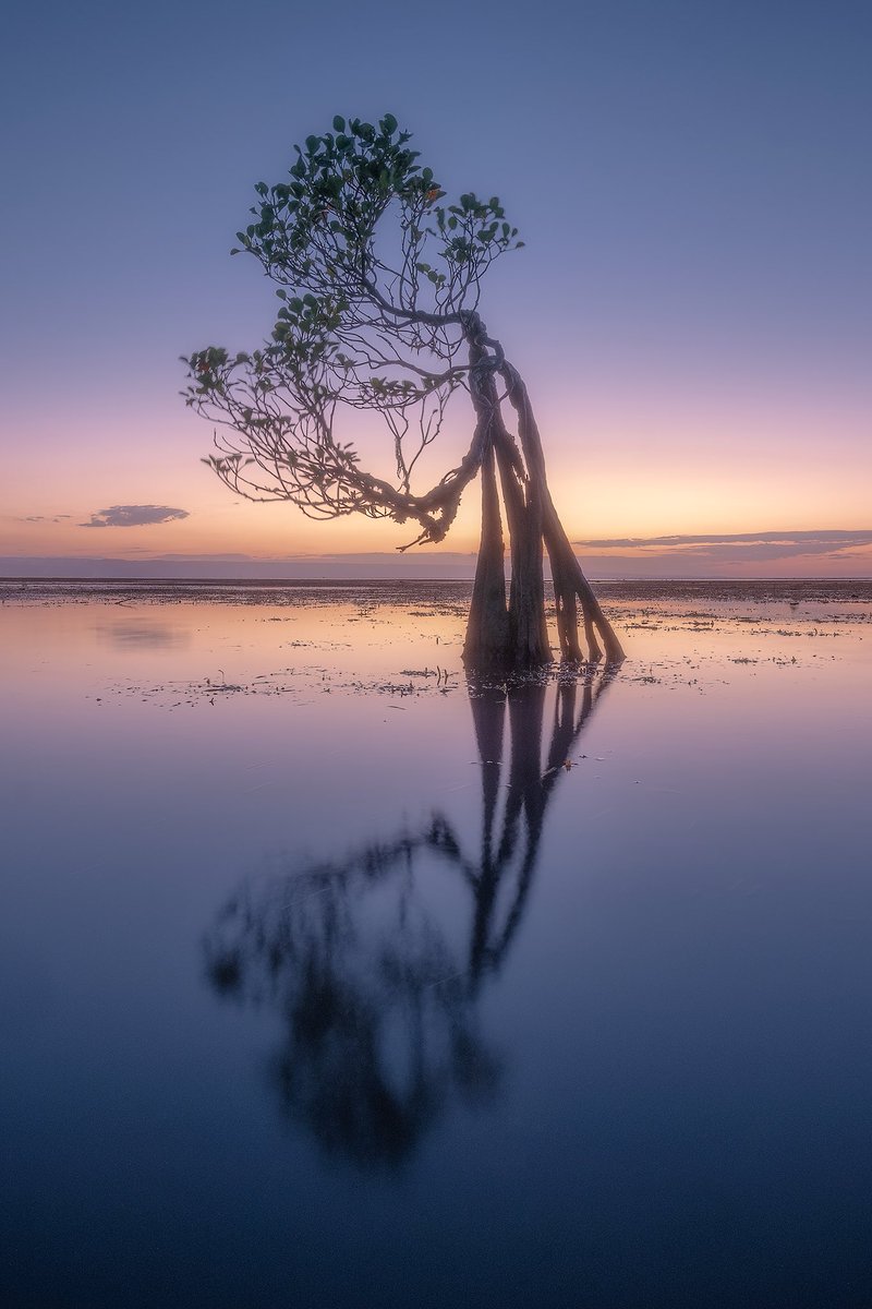 ZangrandoAndrea's tweet photo. 🖼️ I just released a new rare digital artwork, 'Dancing Trees - The Dreamers'. Take a look! https://t.co/rItPn6unl5 #raredigitalart #digitalart #empoweredcreator via @makersplace
#nft
#nftart
#nature
#landscape
#dancingtrees
#indonesia https://t.co/cHkbet3a8Z