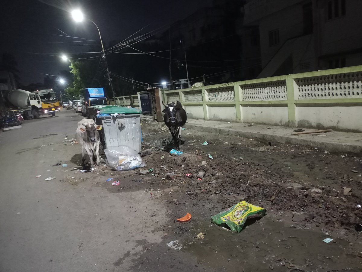 ezhilmaria's tweet photo. This is the sight of Vishwanathapuram 167th ward near KCT Mahal yesterday night. Vexed with the cattle menace, garbage pile up, drunkard urinating around the walls. Literally no action has been taken so far. The area looks pathetic and stinking. @chennaicorp @PriyarajanDMK https://t.co/X4xIG71MIP