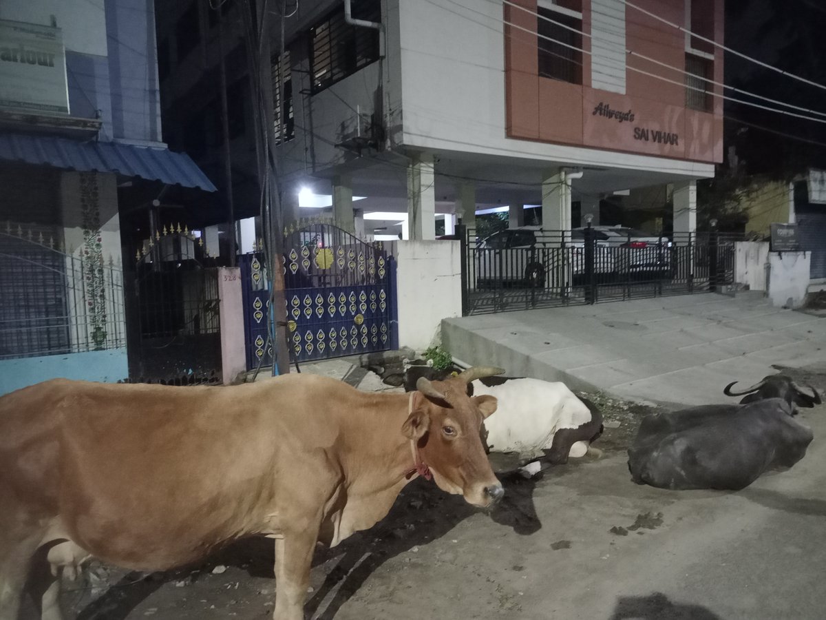 ezhilmaria's tweet photo. This is the sight of Vishwanathapuram 167th ward near KCT Mahal yesterday night. Vexed with the cattle menace, garbage pile up, drunkard urinating around the walls. Literally no action has been taken so far. The area looks pathetic and stinking. @chennaicorp @PriyarajanDMK https://t.co/X4xIG71MIP