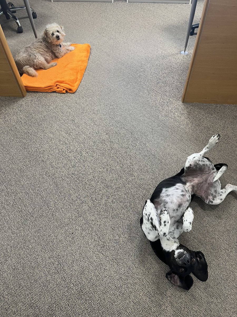 missjulesscott's tweet photo. Another successful Office Dog Day @JarrodGilbertNZ https://t.co/72REBynTyh