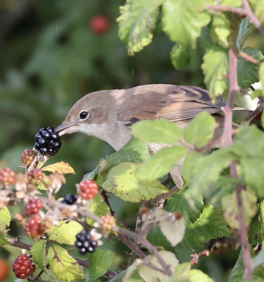Whitethroat filling up on blackberries #bird #birding #birdlovers #birdoftheday #birdoftheday #birdphotography #birds #BirdsOfTwitter #BirdsSeenIn2023 #BirdUp #birdwatcher #birdwatchers #birdwatching #BBCWildlifePOTD #bbccountryfilemagpotd #bbcwildlife #bbcearth