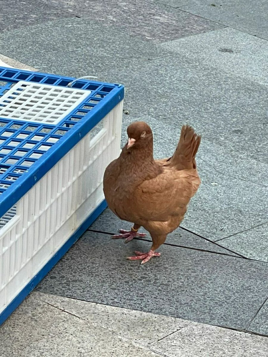 The more I look at this pigeon, the more it looks like a chicken