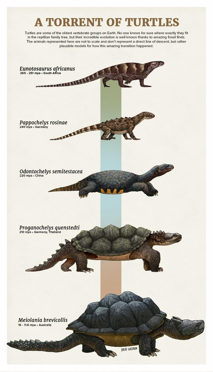 TORTUGAS
Las tortugas o quelonios (Testudines) son el orden de reptiles más antiguo que existe. Sus primeros miembros se remontan al Triásico inferior y algunos estudios los ubican incluso en el Pérmico
#Evolución