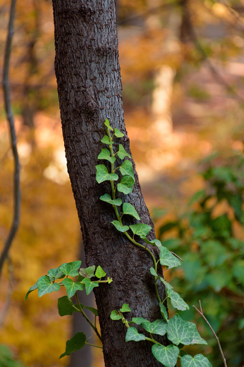 GM my friends!☕
Happy #TEZOSTUESDAY🥳

Autumn is near 🍁👀