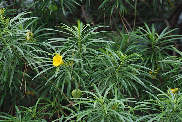 HerbalistChief's tweet image. Retweet 🔁 if you’ve seen this plant before.
Like ❤️ if you want to know it’s medicinal uses. 

#BackToEden
