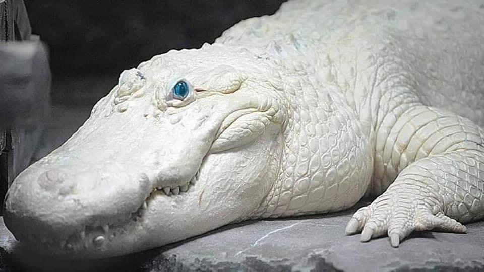 AdvoBarryRoux's tweet image. They say every time we share an albino alligator we get money or very good news that day. ✨💵♡