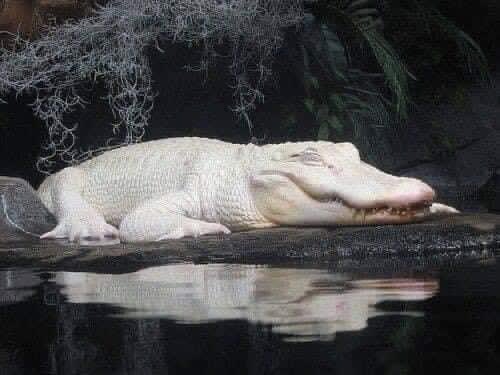 AdvoBarryRoux's tweet image. They say every time we share an albino alligator we get money or very good news that day. ✨💵♡