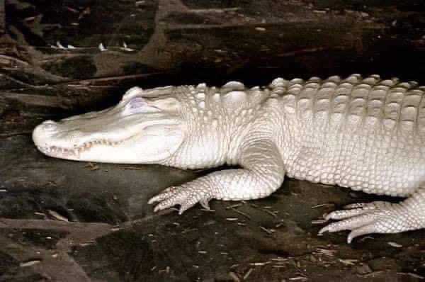 AdvoBarryRoux's tweet image. They say every time we share an albino alligator we get money or very good news that day. ✨💵♡