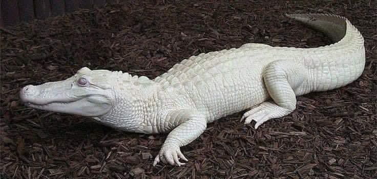 AdvoBarryRoux's tweet image. They say every time we share an albino alligator we get money or very good news that day. ✨💵♡