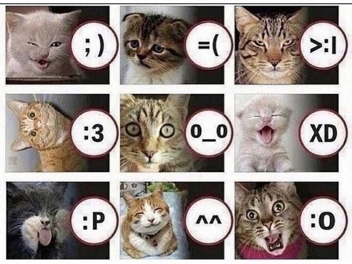 Which cat are you today? 

 #catmeme #catvideo #catmemes #sadcat