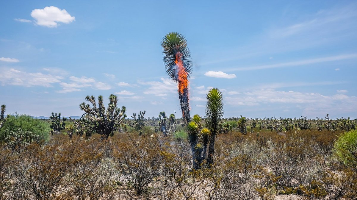 Zoom sur @felixblume, aventurier du son 🌴

Ingénieur sonore à l’oreille baladeuse, il arpente le monde pour en saisir les subtilités : Mexique, Amazonie, Mali, Brésil... rien ne l'arrête. Le découvrir lui : audioblog.arteradio.com/article/132055… ou ses créations : arteradio.com/auteurs/felix_…