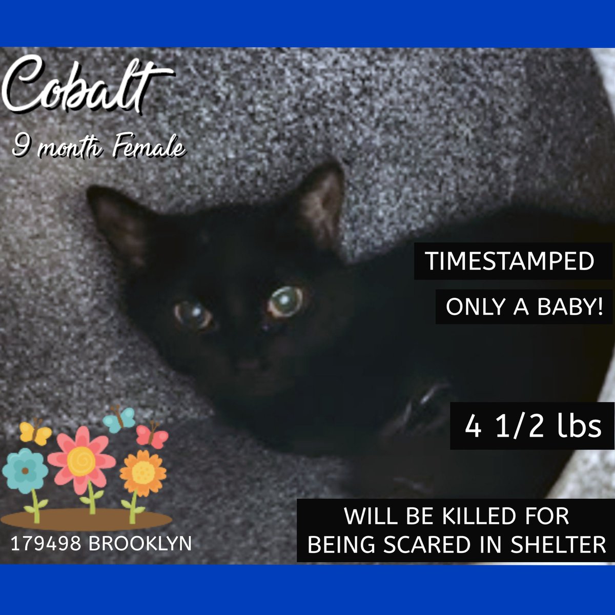 Darling black girl juvie kitten "Cobalt" 179498 at NYC ACC in #NewYork is on the kill list for 08/29 because afraid! If you're not purring &amp; loving there you're dead! We can prevent this crime! Adopt if you live close by! Pledge for rescue &amp; to save her we must try! (Psst! Cobalt