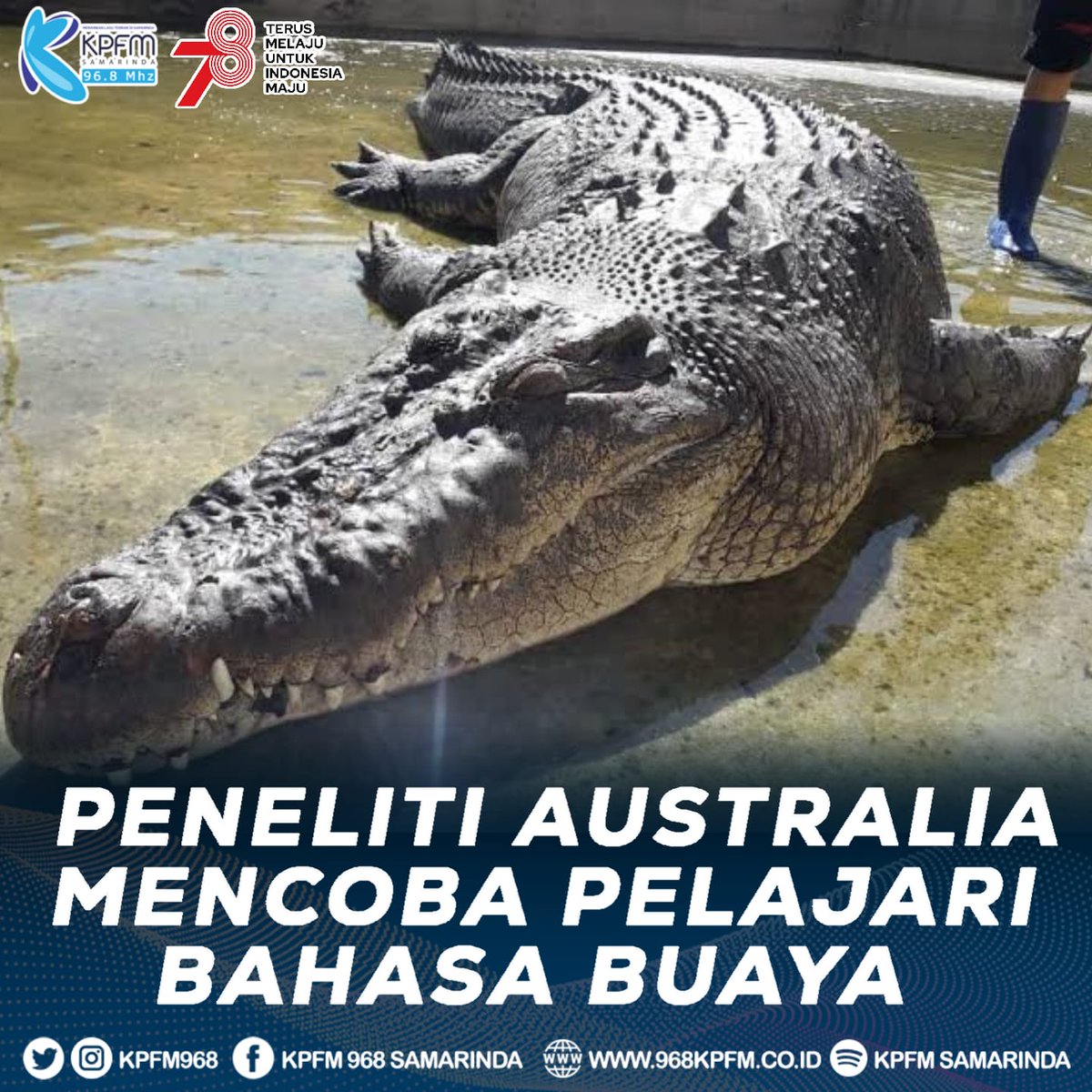 Ada yang bisa bahasa buaya?