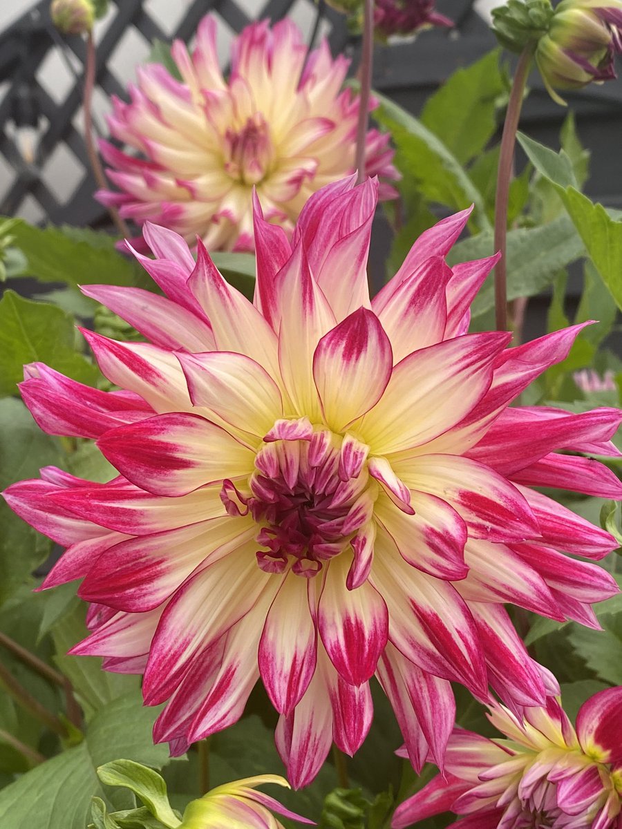 Morning all, dahlias really come into their own this time of year, unfortunately I’ve lost the name of this one, any ideas? Have a wonderful day everyone #GardeningTwitter #gardening #dahlias