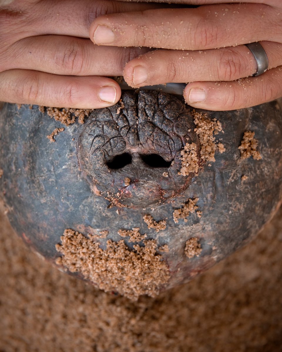 Drew the crocodile is an old friend of the Steve Irwin Wildlife Reserve. A dominant, territory holding male who has visited us many times over the years. Check out how big his nasal disc is!!🐊 Such an honor to be part of this important research.