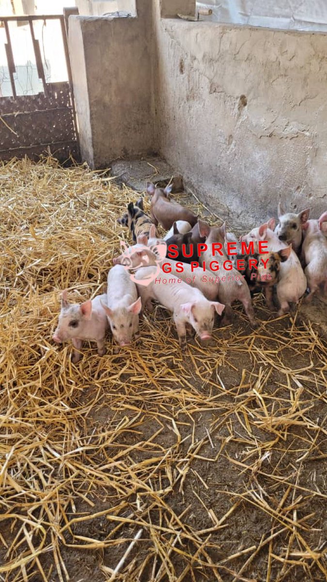 SirJuliusT's tweet photo. Pig Terminology 

I have to repost this again to create depth understanding of the field for those who are not familiar with the field. I hope it will share a little bit of insight

Piglet

A piglet is a young pig that has not yet reached maturity. Piglets are typically born weighing 1-3 pounds and are weaned from their mother at around 3-4 weeks of age. During this time, piglets are fed a diet of high-quality feed and are closely monitored to ensure that they are healthy and growing properly.

@basera_john @InfoMinZW @tcmutizwa @farmer_diary