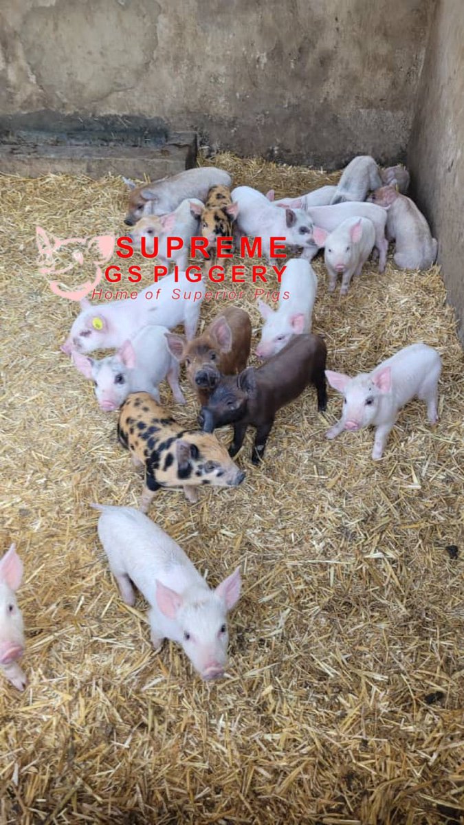 SirJuliusT's tweet photo. Pig Terminology 

I have to repost this again to create depth understanding of the field for those who are not familiar with the field. I hope it will share a little bit of insight

Piglet

A piglet is a young pig that has not yet reached maturity. Piglets are typically born weighing 1-3 pounds and are weaned from their mother at around 3-4 weeks of age. During this time, piglets are fed a diet of high-quality feed and are closely monitored to ensure that they are healthy and growing properly.

@basera_john @InfoMinZW @tcmutizwa @farmer_diary