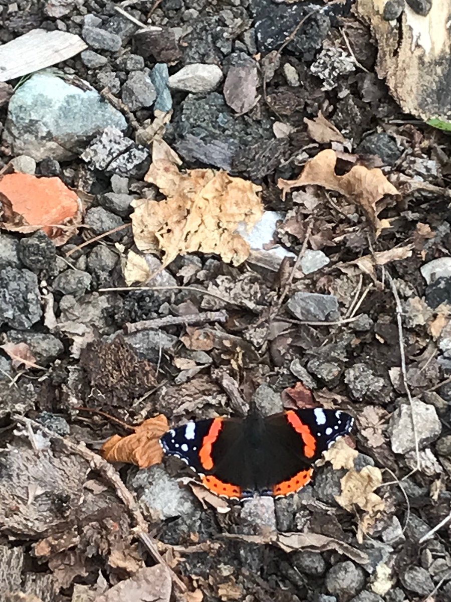 Mee's Wood tweet media