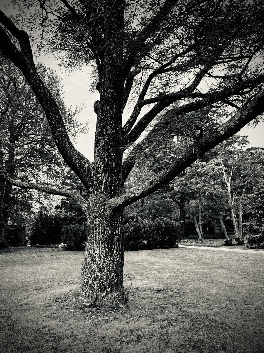 Old Tree

#OldTree #Tree #Newport #NewportRhodeIsland #RhodeIsland #VisitRhodeIsland #PhotographyIsArt #Photography #LongExposure #BlackAndWhite #BlackAndWhitePhoto #BlackAndWhitePhotography #ShotOniPhone #iPhone #iPhone14 #iPhone14Max