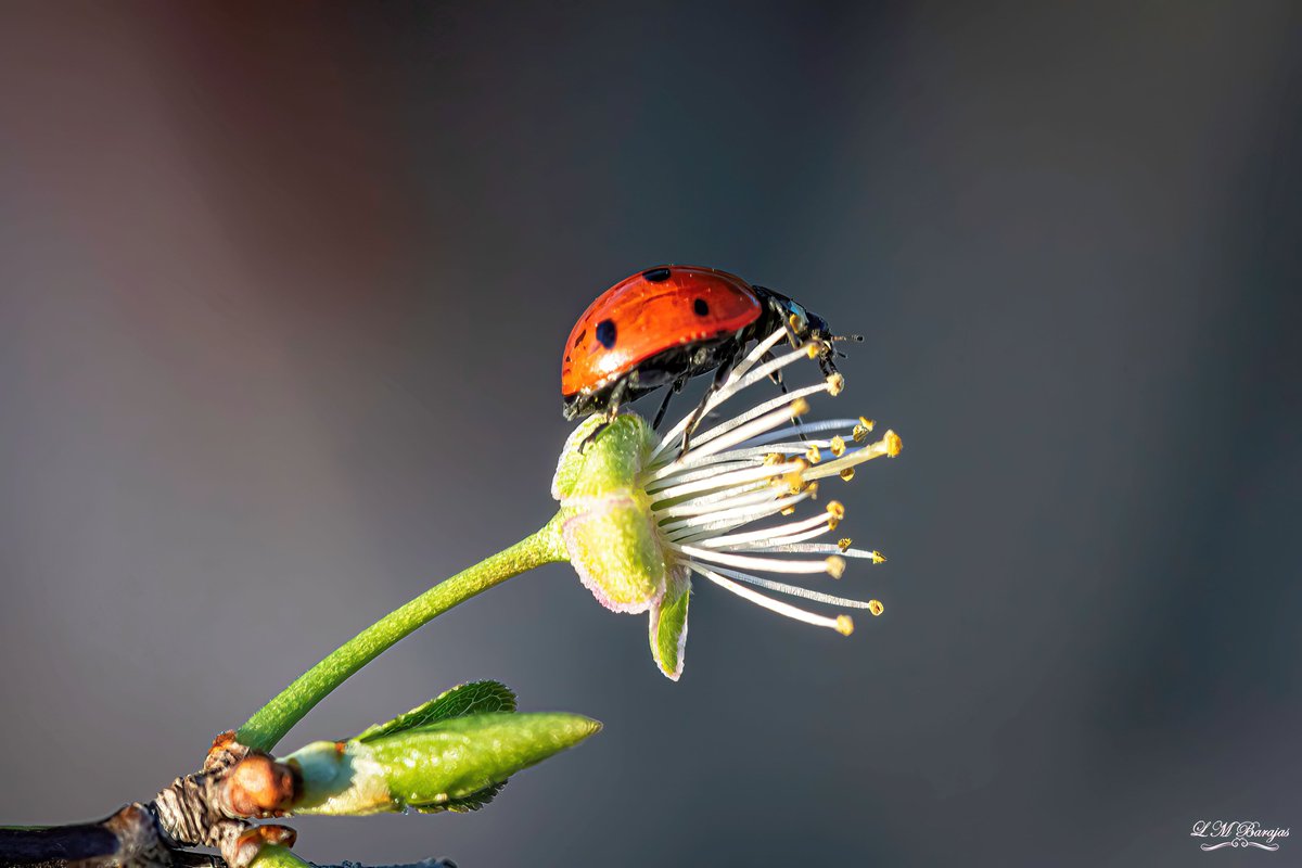 lmartinbarajas's tweet photo. ... Haz siempre lo imposible... no te rindas.
#happytuesday #photooftheday #animales #fotonaturaleza #insect #insecto #insectos #insectphotography #insects #insectworl #insectsofinstagram #macro #macroinsect #macrophotography #natura #naturaleza #naturaleza_españa #photography https://t.co/A4Sle8BWJk
