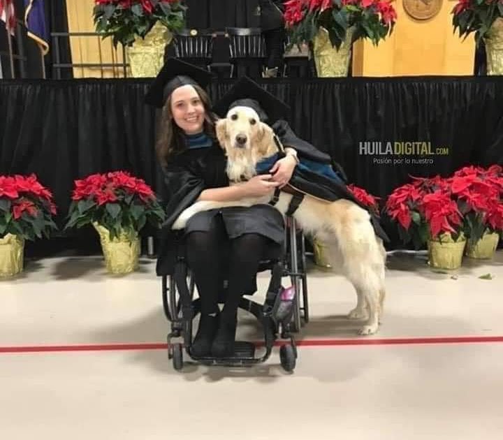 neviprod's tweet photo. PERRITO QUE ACOMPAÑÓ A JOVEN EN SILLA DE RUEDAS A LA UNIVERSIDAD SE GRADUÓ CON ELLA! ❤️🐶: El Golden Retriever estuvo con la joven durante toda la carrera, cargaba sus cosas, le ayudaba a abrir las puertas, encender las luces y traer sus objetos. 

… https://t.co/g3dcsKaA12 https://t.co/DuUVzOYe25