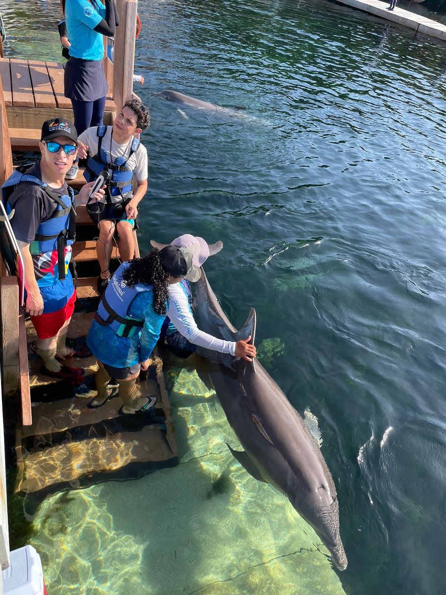 Tuvimos la oportunidad de utilizar el Sonoeye P5Vet en delfines en el curso práctico "Ecografía en mamíferos marinos y tiburones" el pasado 10 y 11 de agosto en <a href="/delphinus/">Delphinus🐬</a> Playa del Carmen. El Sonoeye P5Vet  demostró una vez más porque es el mejor equipo para los veterinarios.