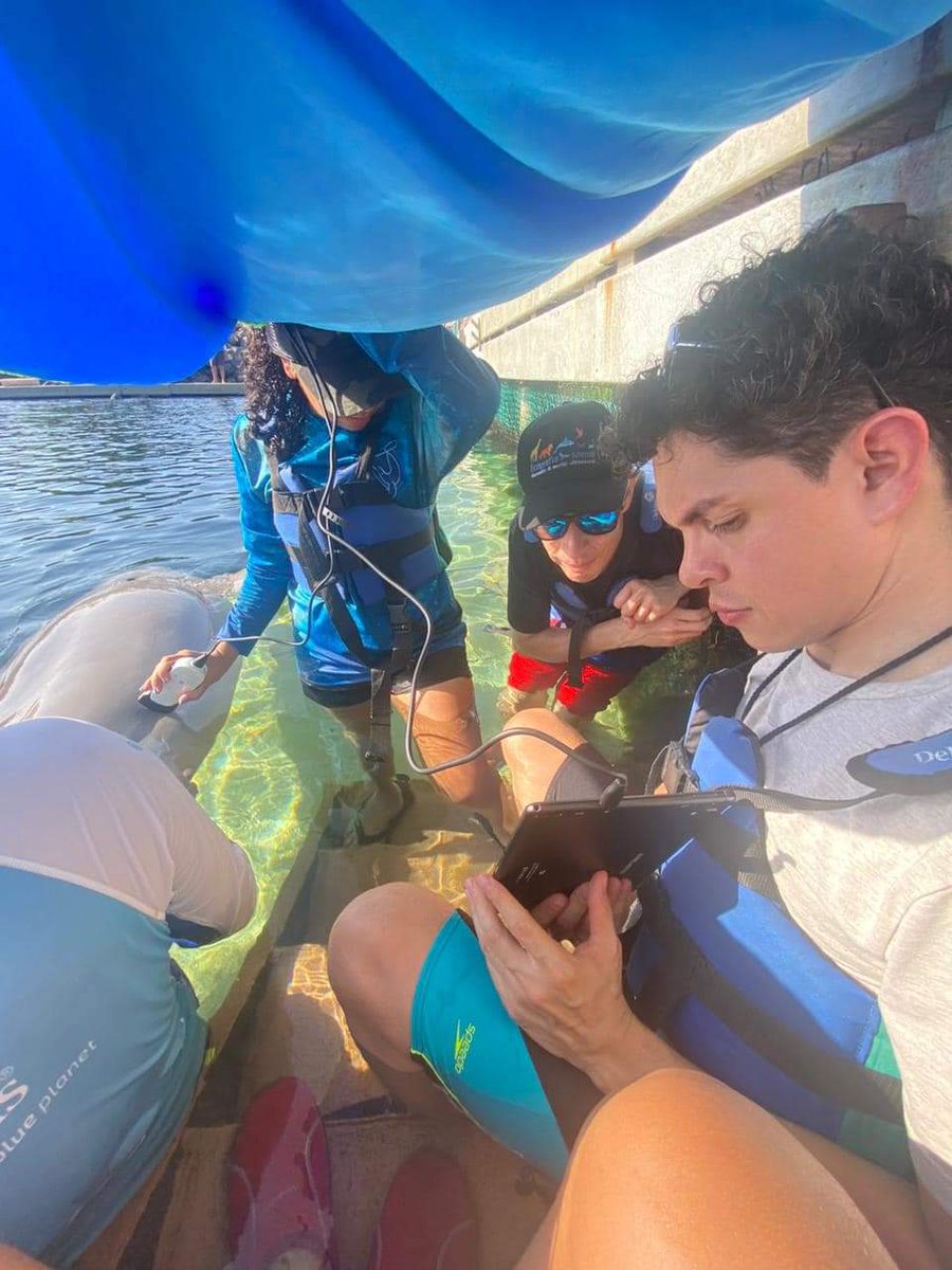 sonoeye's tweet photo. Tuvimos la oportunidad de utilizar el Sonoeye P5Vet en delfines en el curso práctico "Ecografía en mamíferos marinos y tiburones" el pasado 10 y 11 de agosto en @delphinus Playa del Carmen. El Sonoeye P5Vet  demostró una vez más porque es el mejor equipo para los veterinarios. https://t.co/NcQAsaoF1l