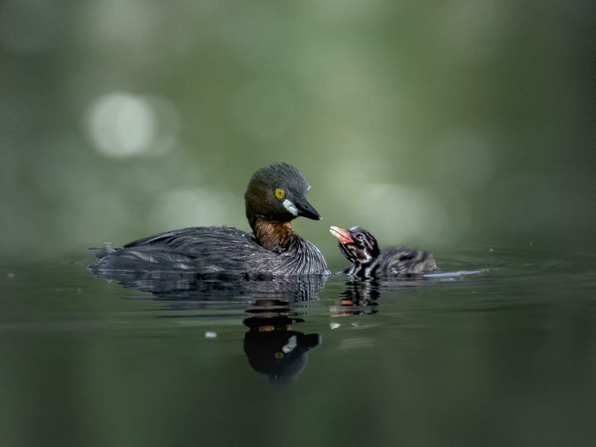 Feeding time is always a treat. 
Bird ID: Little grebe. 
Camera: Nikon Z9, 500pf
Location: West Bengal, India.
#indiaves #bbewildlifepotd #natgeoindia
#NatGeo #ThePhotoHour #BirdsSeenin2023 #birds #bbceart #amazingnature