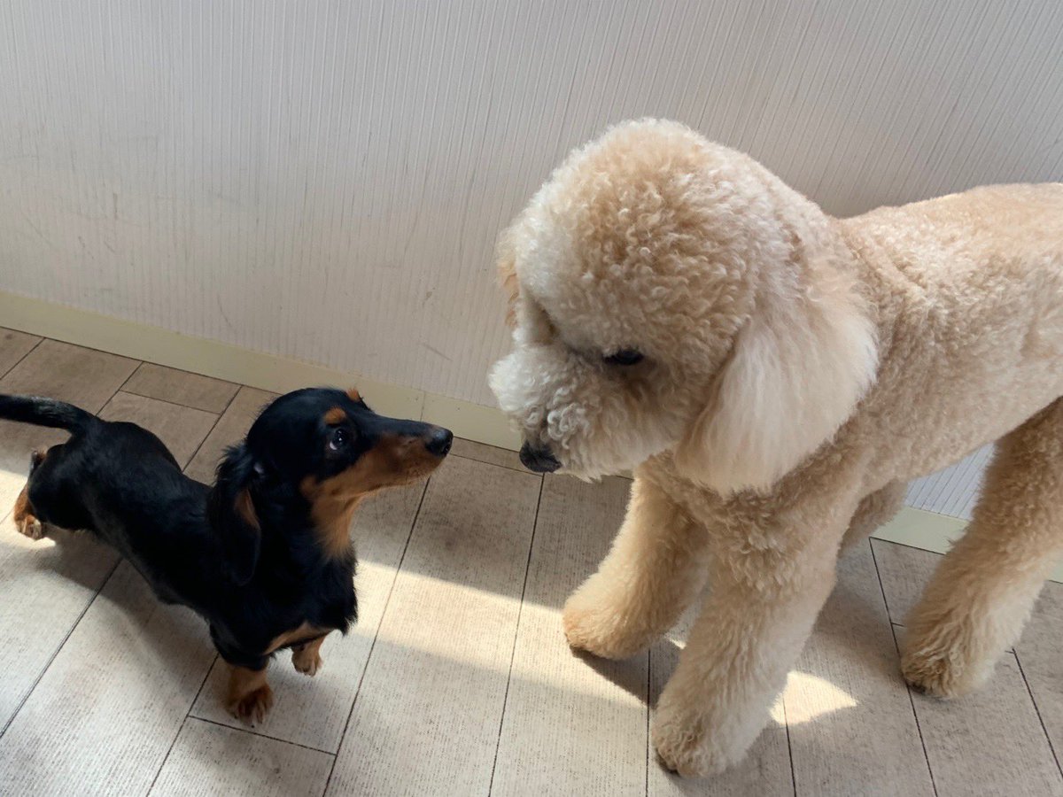 junjun090915's tweet photo. @morishimc 今は幼稚園に行ってます🐾 https://t.co/ngN8JIQ7xe