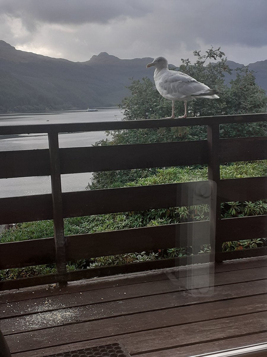 SovereignLo's tweet image. Good morning 💗🏴󠁧󠁢󠁳󠁣󠁴󠁿 #lochgoil