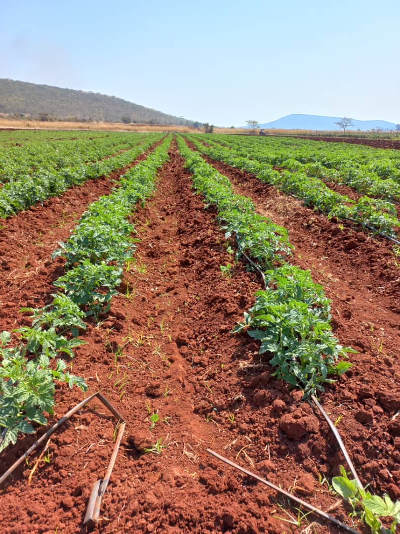 Testimonial Tuesday 🥳🥳🥳🥳

Kudos to our Fama in Bhora. 2hac of Star 9009 tomatoes🍅. Supu to the world 🌎. 

Star 9009 seedlings supplied by GreenHope Seedlings Nursery.

#rimasomething
#greenhopeseedlings
#seedingyoursuccess