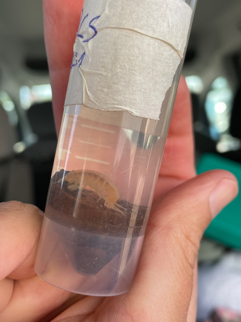 ISOE (@isoewikom) on Twitter photo Welche Organismen findet man im #Grundwasser? Und welche Auswirkungen haben anthropogene Einflüsse wie intensive Landwirtschaft oder sinkende Grundwasserspiegel? Unsere Kolleginnen <a href="/regulateproject/">regulate project | groundwater research</a> arbeiten an Bewertungskriterien für Grundwasserökosysteme: regulate-project.eu/case-study-lan… Welche Organismen findet man im #Grundwasser? Und welche Auswirkungen haben anthropogene Einflüsse wie intensive Landwirtschaft oder sinkende Grundwasserspiegel? Unsere Kolleginnen <a href="/regulateproject/">regulate project | groundwater research</a> arbeiten an Bewertungskriterien für Grundwasserökosysteme: regulate-project.eu/case-study-lan…