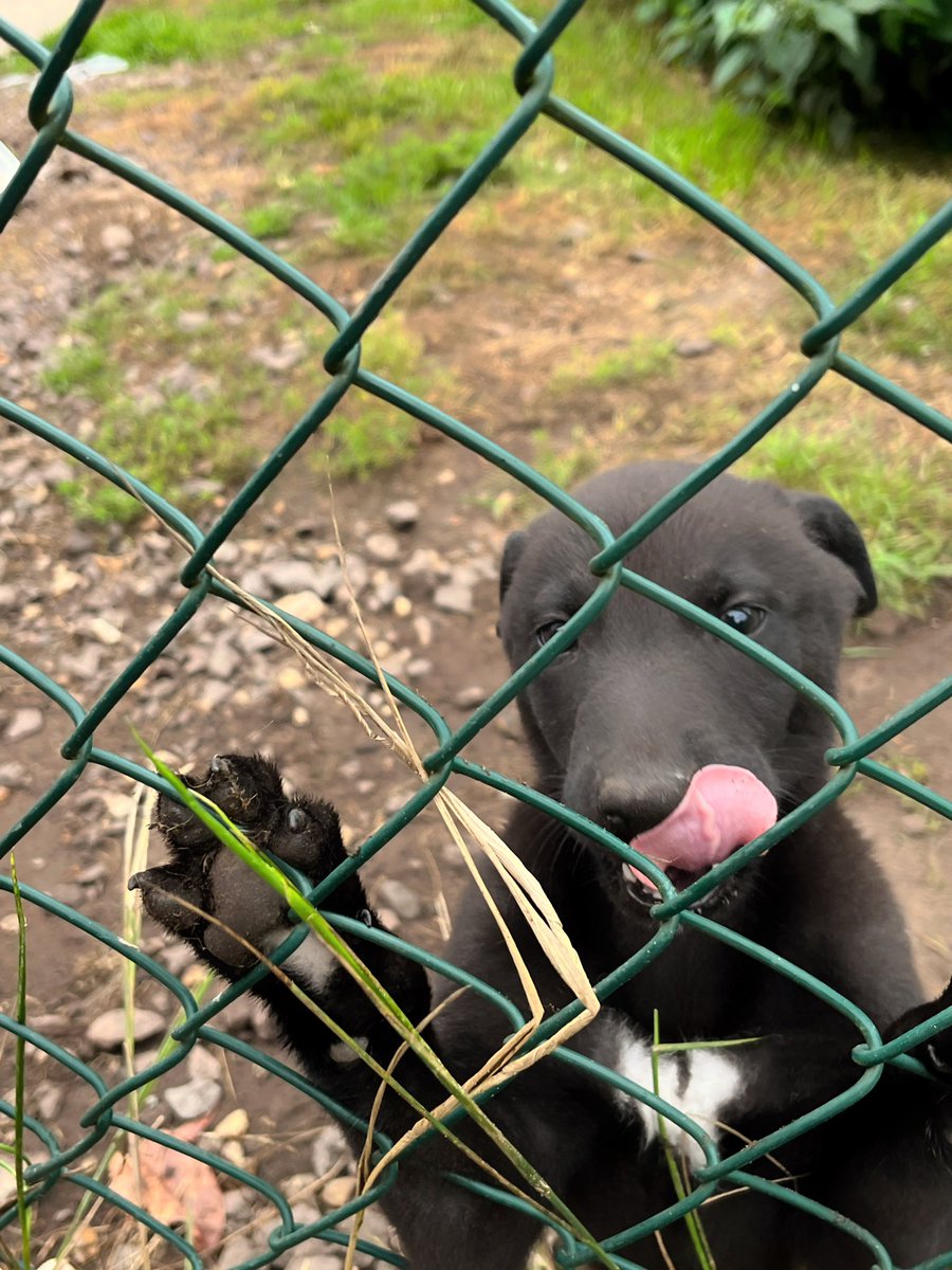 adachikennels's tweet photo. Little selection of ‘good mornings’ from the pups ! Typically a little escape artist in the form of ‘Angel’ 🙈

#7weeks #NationalGreyhoundWeek #BritishBreeding #BeamingDuchess #NewinnTikTok https://t.co/sdyBIcY5tZ