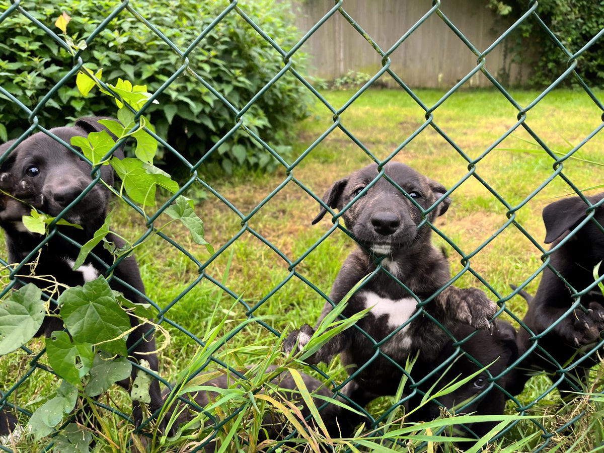adachikennels's tweet photo. Little selection of ‘good mornings’ from the pups ! Typically a little escape artist in the form of ‘Angel’ 🙈

#7weeks #NationalGreyhoundWeek #BritishBreeding #BeamingDuchess #NewinnTikTok https://t.co/sdyBIcY5tZ