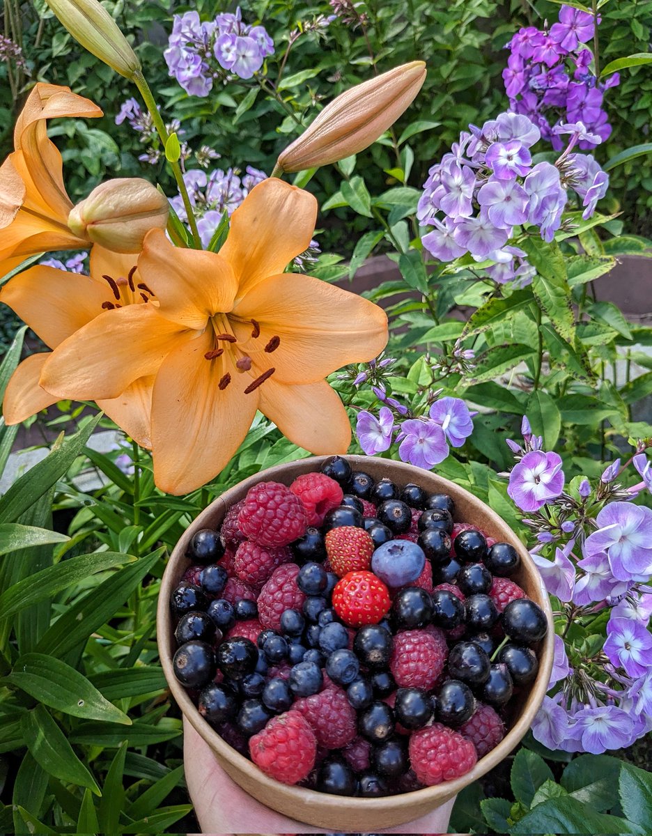 ConstDmitriev's tweet photo. Summer berries time 

#berries #summertime #summer #лето #ягоды #летнеевремя https://t.co/MfCZhwl6tR