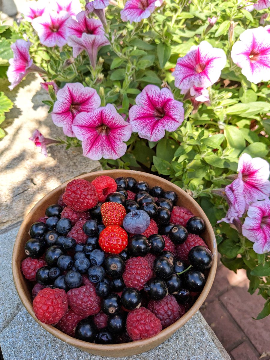 ConstDmitriev's tweet photo. Summer berries time 

#berries #summertime #summer #лето #ягоды #летнеевремя https://t.co/MfCZhwl6tR