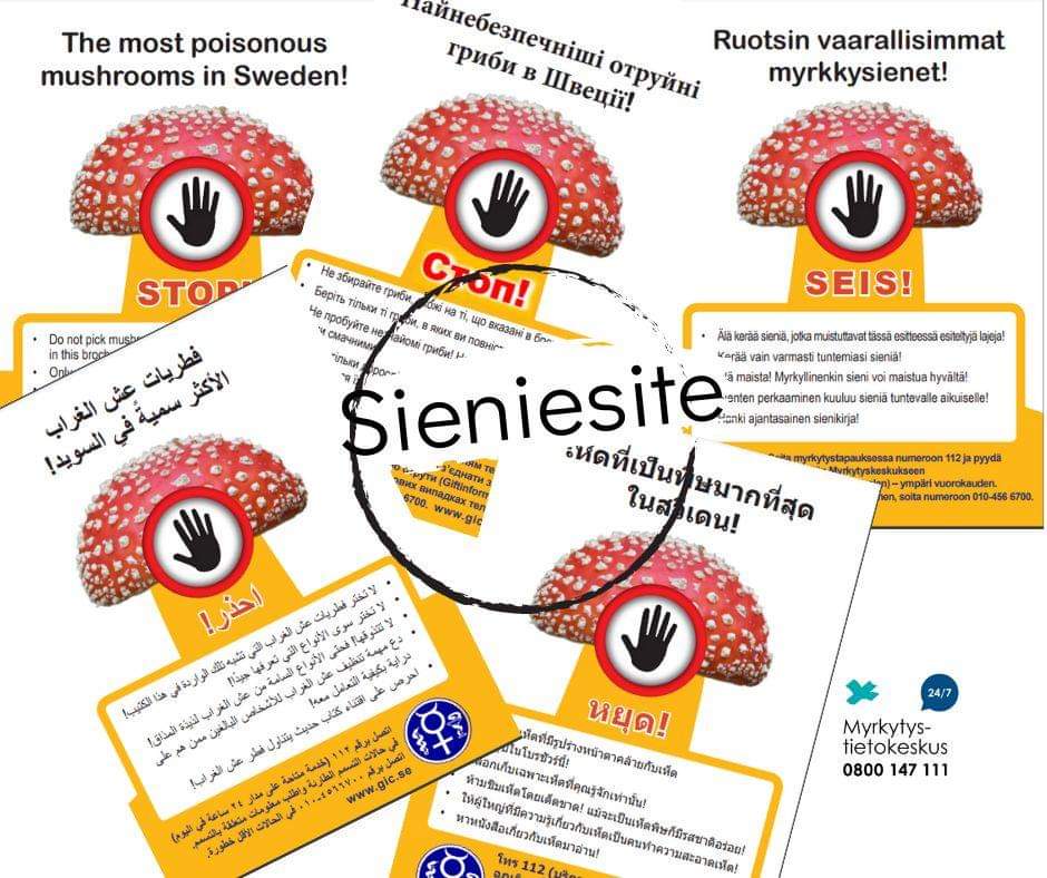 myrkytystieto's tweet photo. Suomessa kasvavat sienet ovat pääosin samoja kuin Ruotsissakin. Naapurimaan kollegat (@giftinfoSE) ovat tehneet upean tulostettavan sieniesitteen, missä esitetään Ruotsissa kasvavia, linkki kommentissa 👇
Tunne #sieni #swamp #myrkyllinen #VältetäänMyrkytykset #sieniviikko https://t.co/lksssdP0Yd
