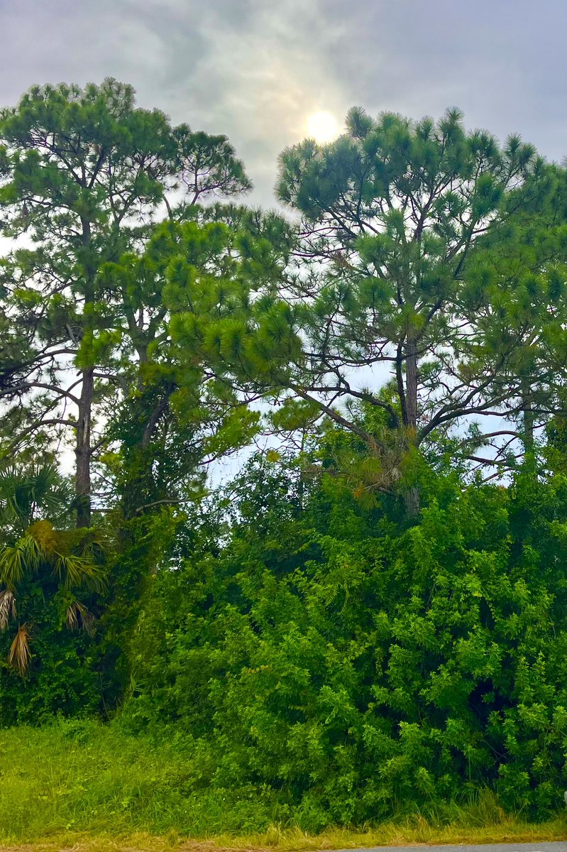 forpoochessake's tweet image. The #sun at rest on a #treetop.