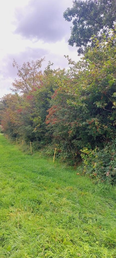 MathewsFiona's tweet photo. Dormice have been busy munching these hazelnuts. Beautiful example of what hedgerows can look like - full of fruit for #wildlife. Hats off to @ManorMill Branscombe! @EastDevonAONB @PTES https://t.co/EGmdbGQAXb