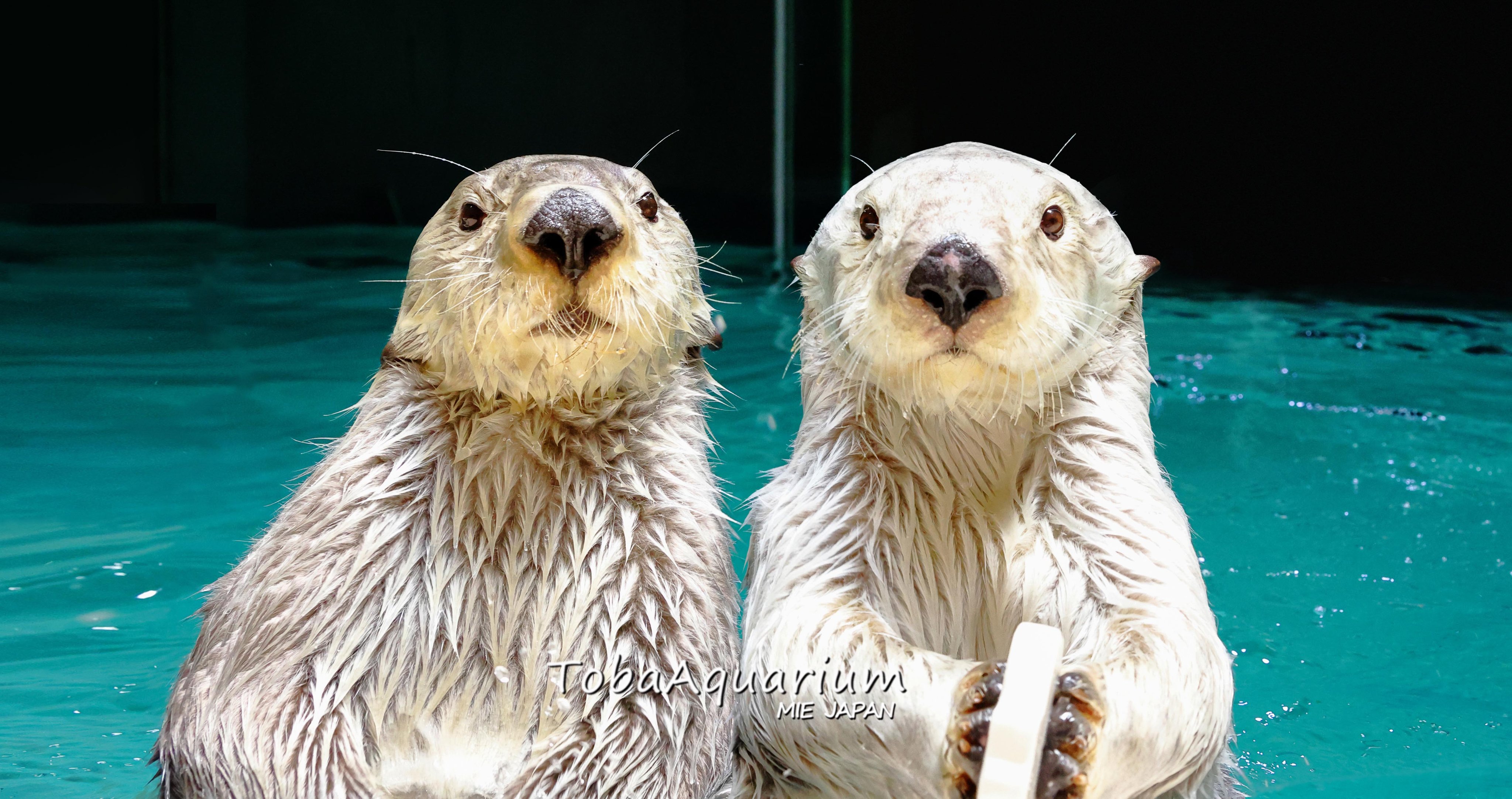 鳥羽水族館 ウォールポケットTOBA AQUARIUM Amazon.co.jp: 鳥羽水族館 カプくじ ラッコのメイちゃんくじ