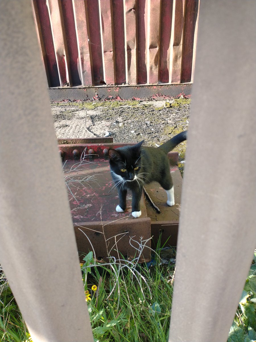 Is this your cat? Seen wandering around the junction of Bath road and Salamander St. They don't look road wise so I wonder if they're an escaped house cat. #leith #EDINBURGH