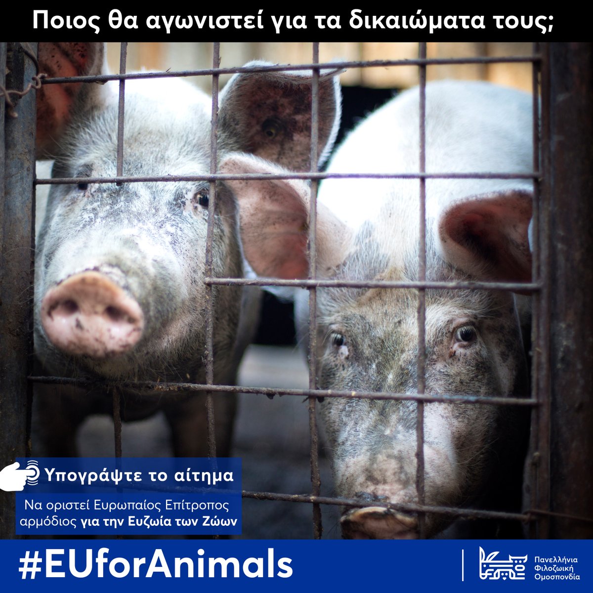 Ποιος θα αγωνιστεί για τα δικαιώματα τους; 
Τα ζώα χρειάζονται ισχυρότερη φωνή στην Ευρώπη. | Υπογράψτε εδώ | Πληροφορίες 👉 ow.ly/nxmI50PERbQ

#EUforAnimals #Φιλοζωική #Φιλοζωία #animalrights #greece #ζώα #animalcharity #Ελλάδα