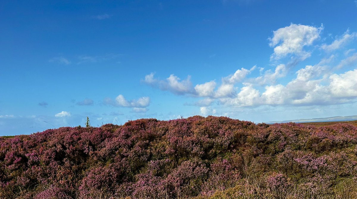 Glenegedale House, Isle of Islay tweet media