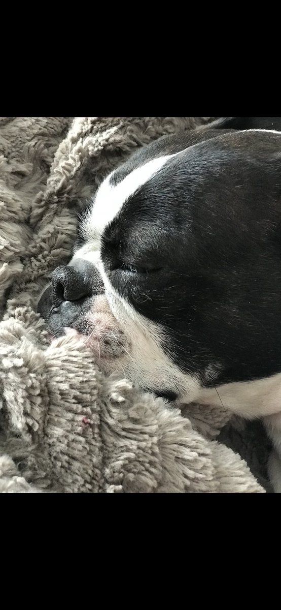 ValMaser's tweet photo. @Phil_Sledge Riley🐶💕 https://t.co/TqxOqJWVXE