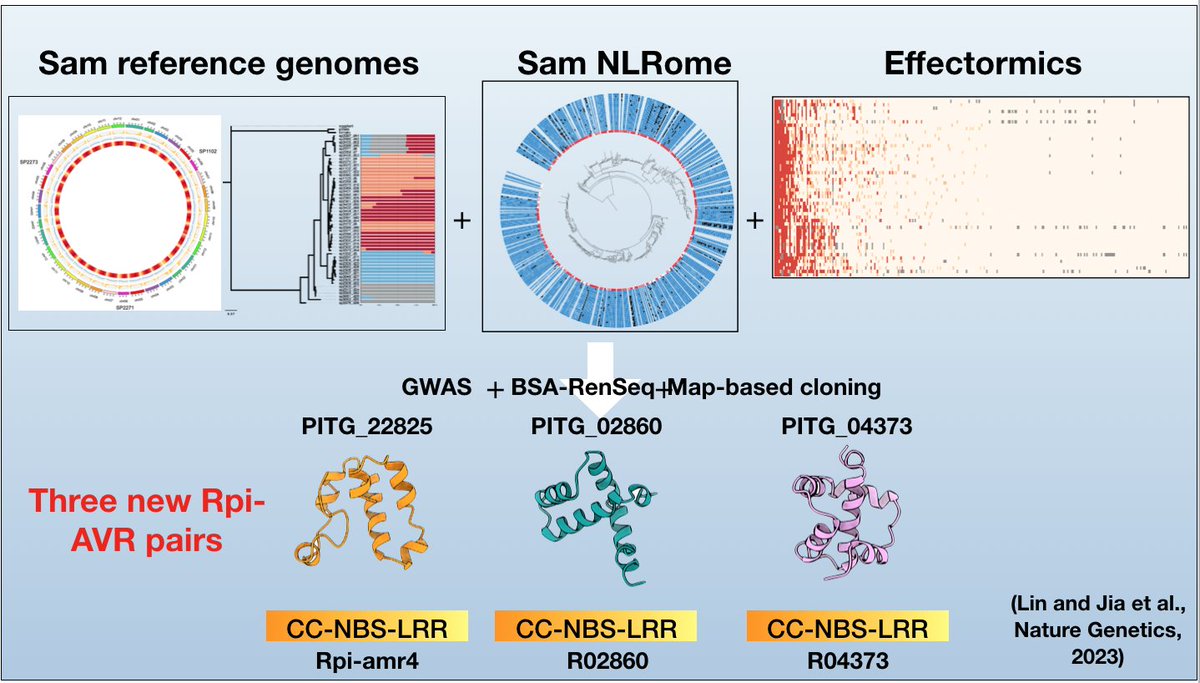 I am glad to share the final version of the S. americanum and effectoromics paper. It was posted in BioRxiv and finally published in <a href="/NatureGenet/">Nature Genetics</a>, nature.com/articles/s4158…